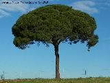 Pino pionero - Pinus pinea. Ruedo de Beas - Beas