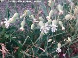 Los Villares Colleja - Silene vulgaris. Los Villares