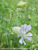 Colleja - Silene vulgaris. Cerro Veleta - Jan