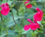 Salvia granadina - Salvia microphylla. Cazorla