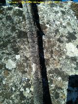 Rama de pino con galerías del barrenillo. Cañada de las Hazadillas - Jaén Escarabajo Barrenillo - Tomicus piniperda. Rama de pino con galerías del barrenillo. Cañada de las Hazadillas - Jaén