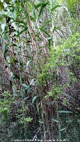 Río Cañamares - Chilluévar Caña - Arundo donax. Río Cañamares - Chilluévar
