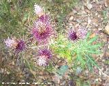 Cardo prieto - Ptilostemon hispanicus. Segura