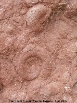 Yacimiento de fsiles de los Tajos del Buitre. 