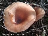 Platera menor - Clitocybe gibba. Cerro Miguelico - Torredelcampo
