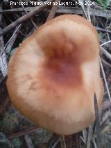 Falsa senderuela - Collybia dryophila. El Vaquerizo - Castellar