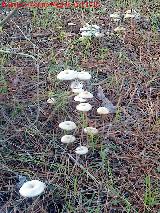 Aspirina - Marasmius rotula. 