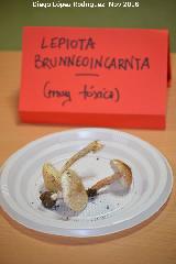 Navas de San Juan Lepiota brunneoincarnata - Lepiota brunneoincarnata. Navas de San Juan