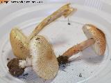 Navas de San Juan Lepiota brunneoincarnata - Lepiota brunneoincarnata. Navas de San Juan