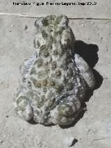 El Contadero - Los Villares Sapo corredor - Epidalea calamita. El Contadero - Los Villares