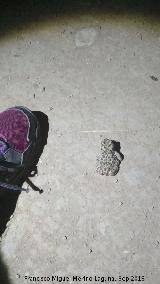 Tamaño. El Contadero - Los Villares Sapo corredor - Epidalea calamita. Tamaño. El Contadero - Los Villares