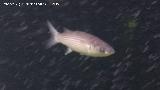 Pez Mjol - Mugil cephalus. Santa Pola
