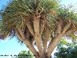 Benalmádena Drago - Dracaena drago. Benalmádena
