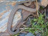 Culebra bastarda - Malpolon monspessulanus. Arroyo de los Muertos - Baos de la Encina