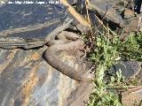 Culebra bastarda - Malpolon monspessulanus. Arroyo de los Muertos - Baos de la Encina