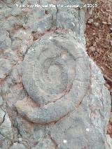 Fsil de la Loma del Potro. 