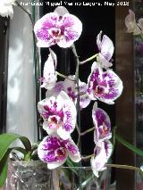 Orqudea barco - Cymbidium sp. Patio de Crdoba