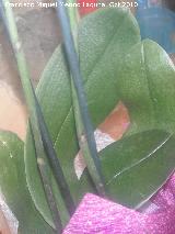 Orqudea barco - Cymbidium sp. Hojas. Los Villares