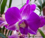 Orqudea barco - Cymbidium sp. Navas de San Juan