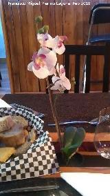 Orqudea barco - Cymbidium sp. Cascais - Portugal