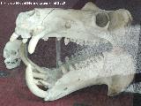 Hipoptamo - Hippopotamus amphibius. Crneo. Ciudad de las Ciencias - Valencia 