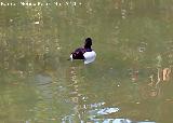 Pjaro Porrn moudo - Aythya fuligula. Crdoba
