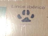 Lince ibrico - Lynx pardinus. Huella
