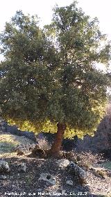 Encina - Quercus ilex. Caada de los Habares - Valdepeas de Jan