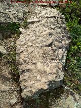 Cruziana. En la parte alta de la Cascada de la Cimbarra - Aldeaquemada