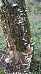 Yesquero del Pino - Fomitopsis pinicola. Cascada de la Cimbarra - Aldeaquemada