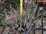Invernadero en Jaén Brecina - Calluna vulgaris. Invernadero en Jaén