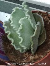 Invernadero de Jaén Cotyledon undulata - Cotyledon orbiculata Mucronata. Invernadero de Jaén