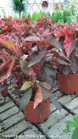 Coleo - Solenostemon sp. Invernadero en Jan