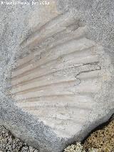 Bivalvo de peregrino - Pecten jacobaeus. Loma del Rayal - Quesada