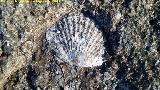 Bivalvo de peregrino - Pecten jacobaeus. Losa de la Merced - Jan