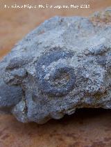 Gasterpodo Natica - Natica sp. Venta Rampia - Santiago Pontones