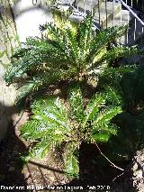 Cica - Cica revoluta. Jabalcuz - Jan