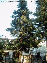 Navas de San Juan Cedro del Atlas - Cedrus atlantica. Navas de San Juan