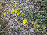 Perpetuas del bosque - Helichrysum stoechas. Los Caones - Jan