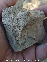 Coral Isatraea - Isatraea explanata. La Veleta - Los Villares