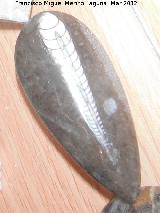 Calamar Orthoceras - Orthoceras sp. Coleccin de Manuel Caada Blasco. Torredonjimeno