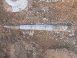 Calamar Orthoceras - Orthoceras sp. Palacete La Najarra - Almucar