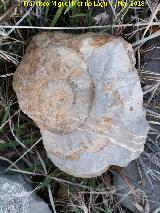 Ammonites Crioceras loryi - Crioceratites loryi. Jabalcuz - Jan