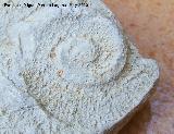 Ammonites Emericeras - Emericeras sp. Los Villares