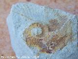 Ammonites Emericeras - Emericeras sp. Los Villares