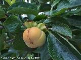 Caqui - Diospyros kaki. Santo Tom