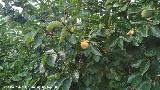 Caqui - Diospyros kaki. Santo Tom