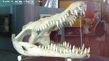 Cocodrilo - Crocodylidae sp. Crneo. Ciudad de las Ciencias - Valencia