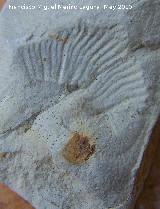 Ammonites Perisphinctes - Perisphinctes sp. Los Villares
