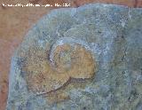 Ammonites Glochiceras - Glochiceras sp. Los Villares